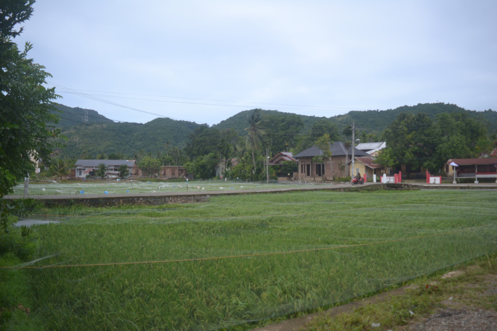 Gampong Leu Ue yang berpotensi dibidang persawahan yang dikembangkan menjadi sektor potensial Desa