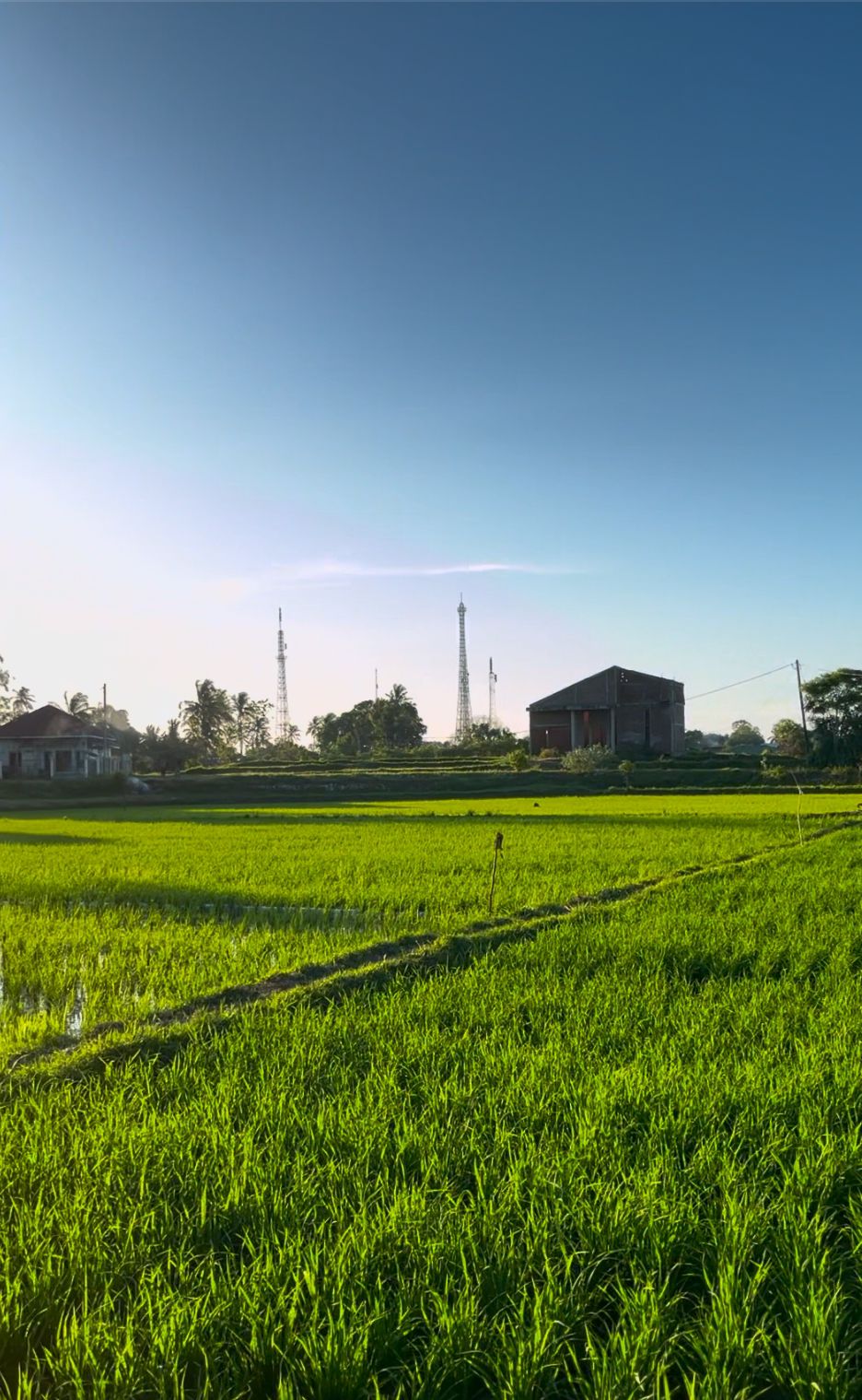 Pemandangan Sawah Gampong Leu Ue di Sore Hari